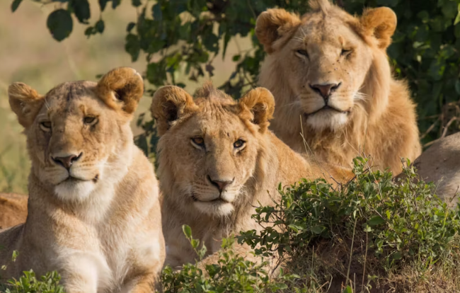 Masai Mara 3-day safari at Mara Engai Wilderness Lodge - Image 5